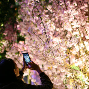 植物デザイナー 株式会社 GREFICA